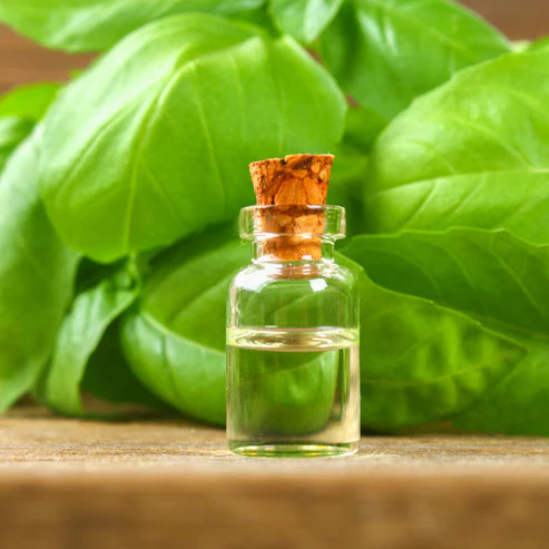 Basil Essential Oil