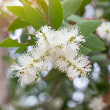 Cajeput Essential Oil