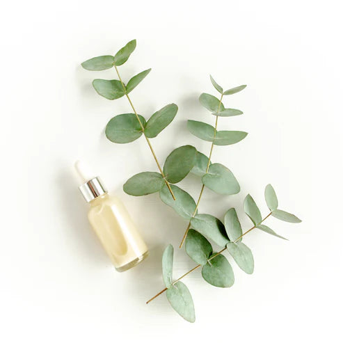 Eucalyptus Globulus (80/85%) Essential Oil